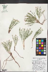 Chaetopappa ericoides image