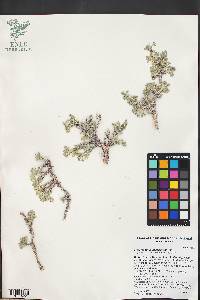 Picrothamnus desertorum image