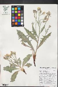 Crepis occidentalis image