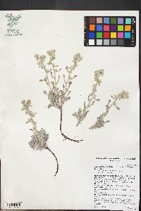 Oreocarya welshii image