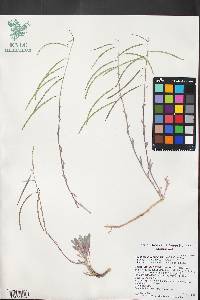 Boechera inyoensis image