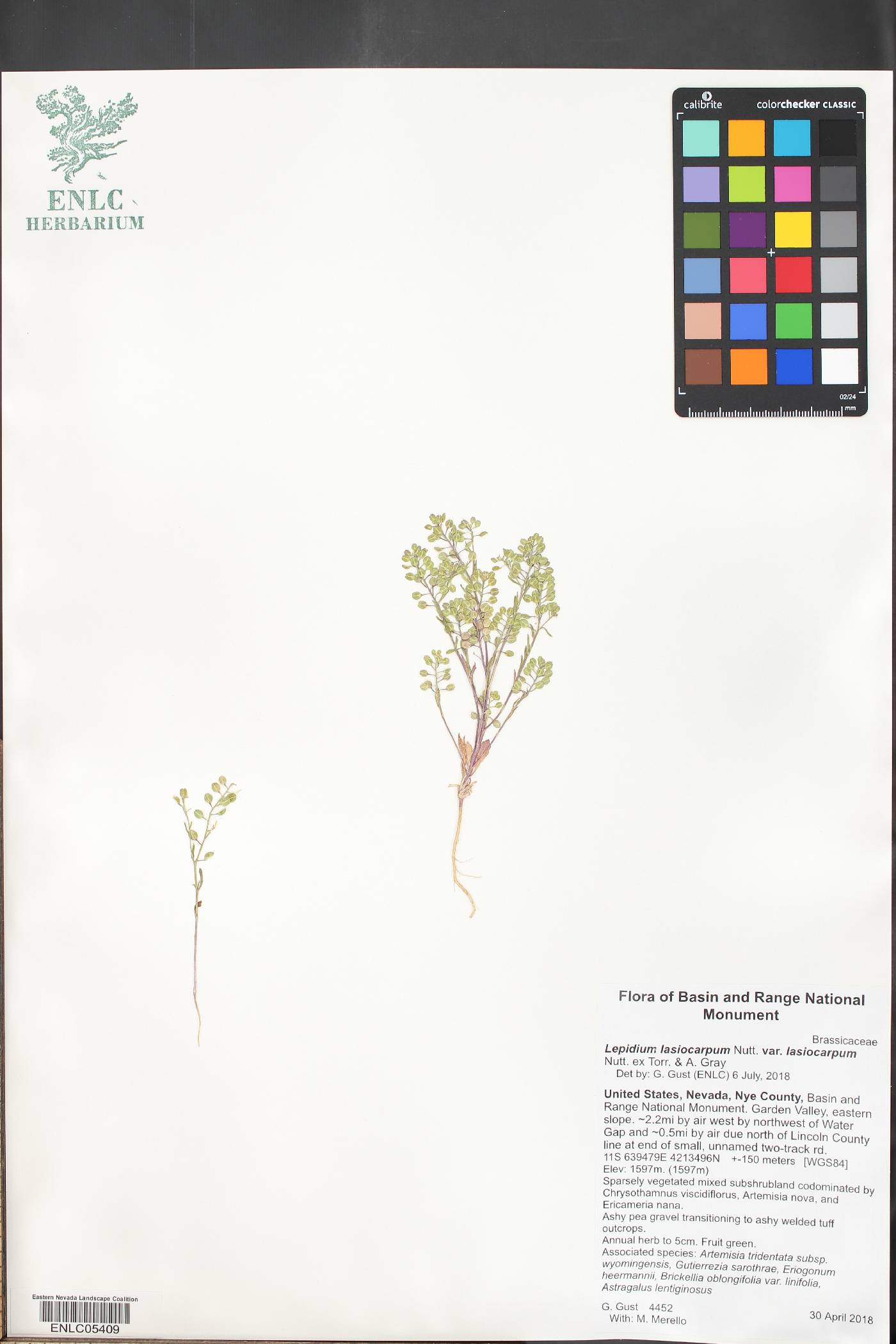 Lepidium lasiocarpum var. lasiocarpum image