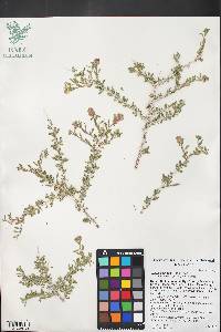 Grayia spinosa image