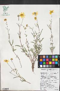 Heliomeris multiflora image