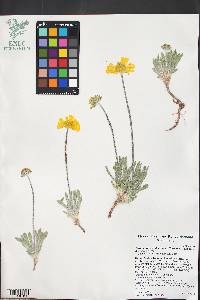 Tetraneuris acaulis var. arizonica image