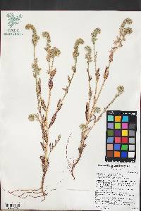 Amsinckia tessellata image