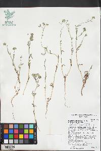 Cryptantha pterocarya image