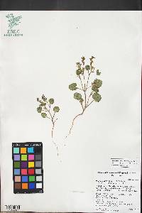 Phacelia peirsoniana image