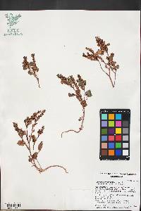 Phacelia peirsoniana image