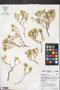Ericameria nana image