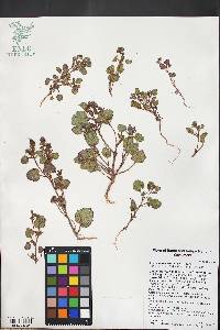 Phacelia peirsoniana image