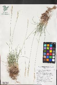 Poa secunda var. secunda image