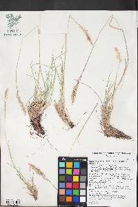 Poa x nematophylla image