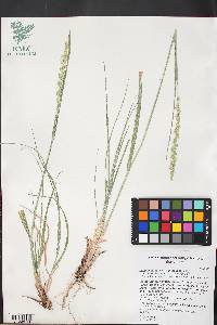 Elymus glaucus image