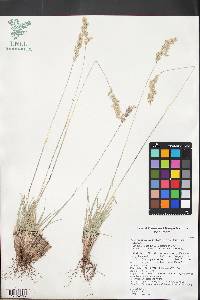 Poa x nematophylla image