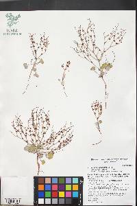 Eriogonum nidularium image