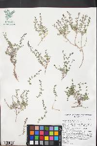 Galium multiflorum image