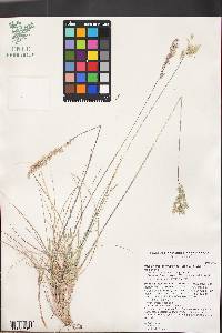 Poa x nematophylla image
