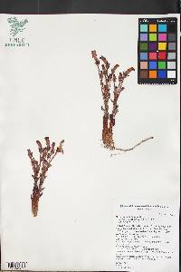 Orobanche fasciculata image