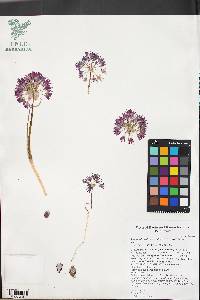 Allium atrorubens image