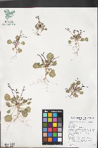Eriogonum esmeraldense var. esmeraldense image