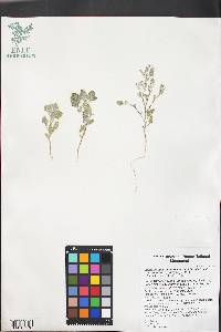 Chenopodium incanum image