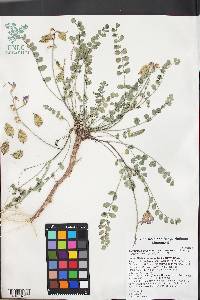 Astragalus beckwithii image