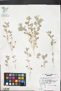 Atriplex argentea image