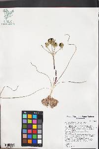 Androstephium breviflorum image