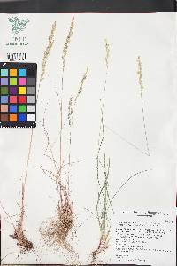 Poa secunda var. secunda image