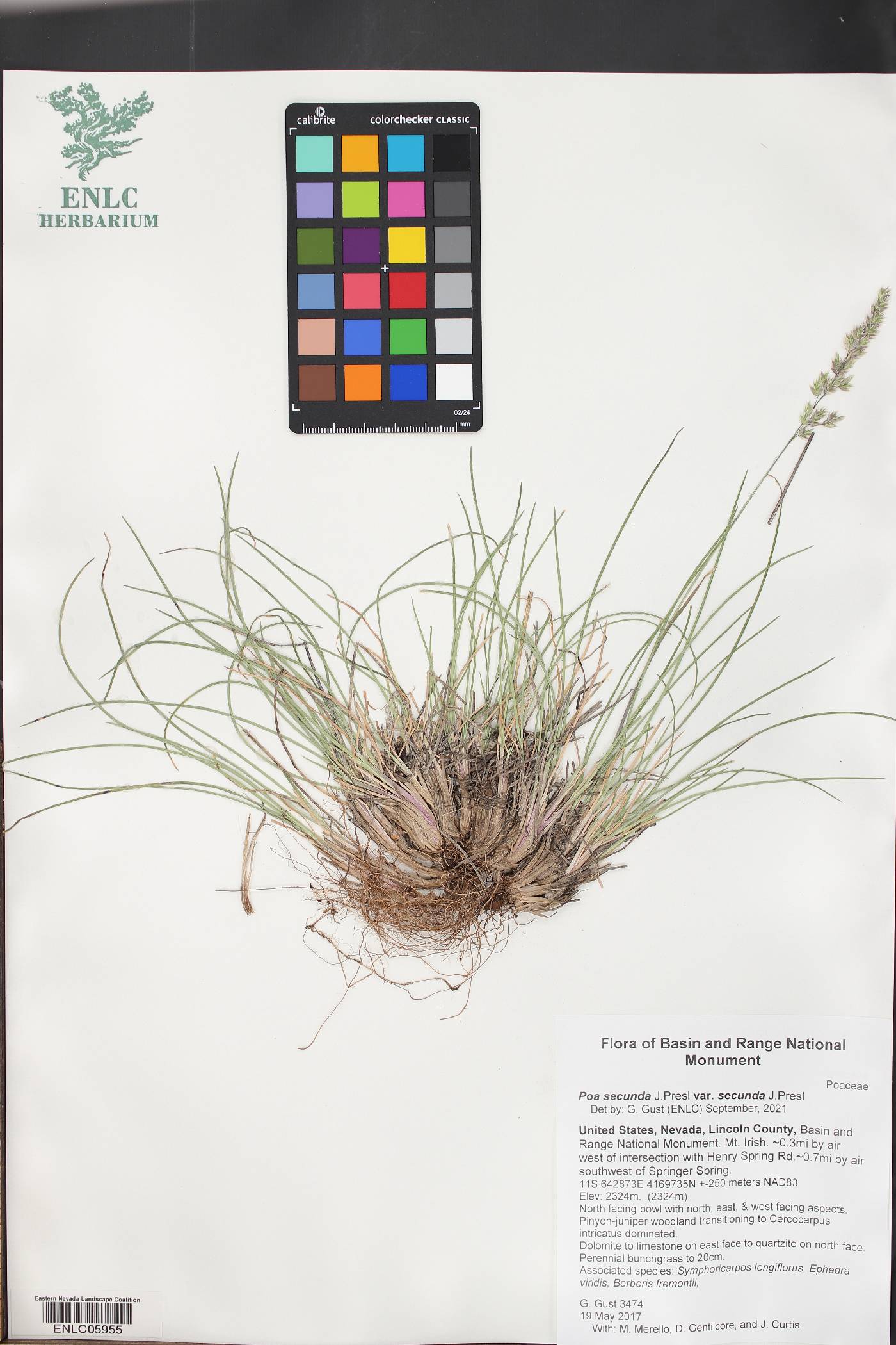 Poa secunda var. secunda image