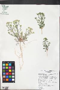 Lepidium montanum var. montanum image