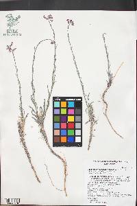 Boechera lincolnensis image