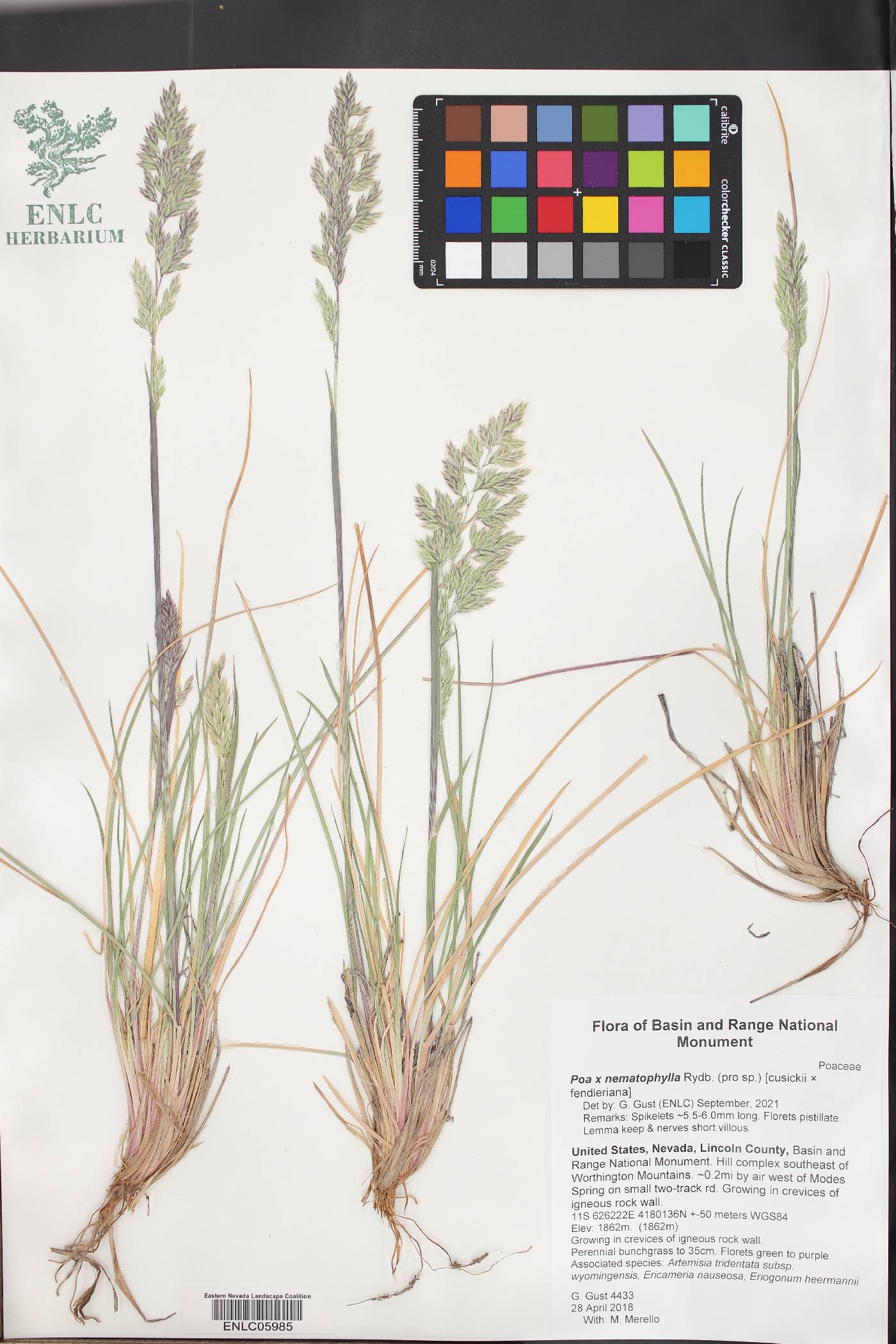Poa x nematophylla image