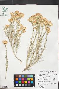 Ericameria nauseosa var. hololeuca image