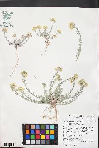 Physaria kingii image