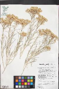 Ericameria nauseosa var. hololeuca image