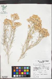 Ericameria nauseosa var. hololeuca image