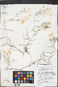 Phlox stansburyi image