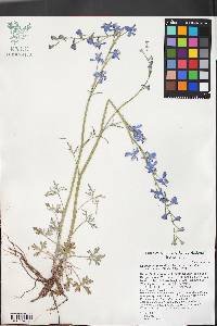 Delphinium parishii image