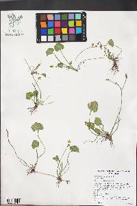 Ranunculus cymbalaria image