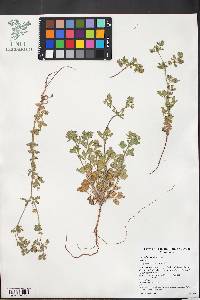 Potentilla biennis image