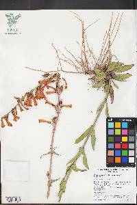 Penstemon eatonii image