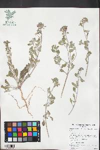 Eremothera boothii image