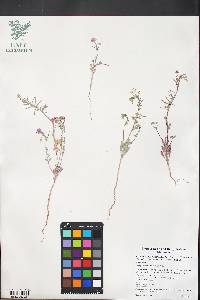 Eremothera boothii var. alyssoides image