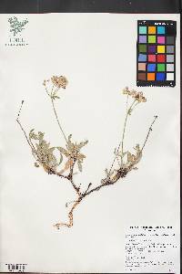 Eriogonum umbellatum var. dichrocephalum image