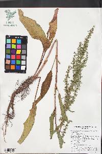 Rumex salicifolius image