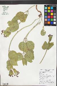 Mirabilis multiflora image