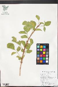 Fraxinus anomala image