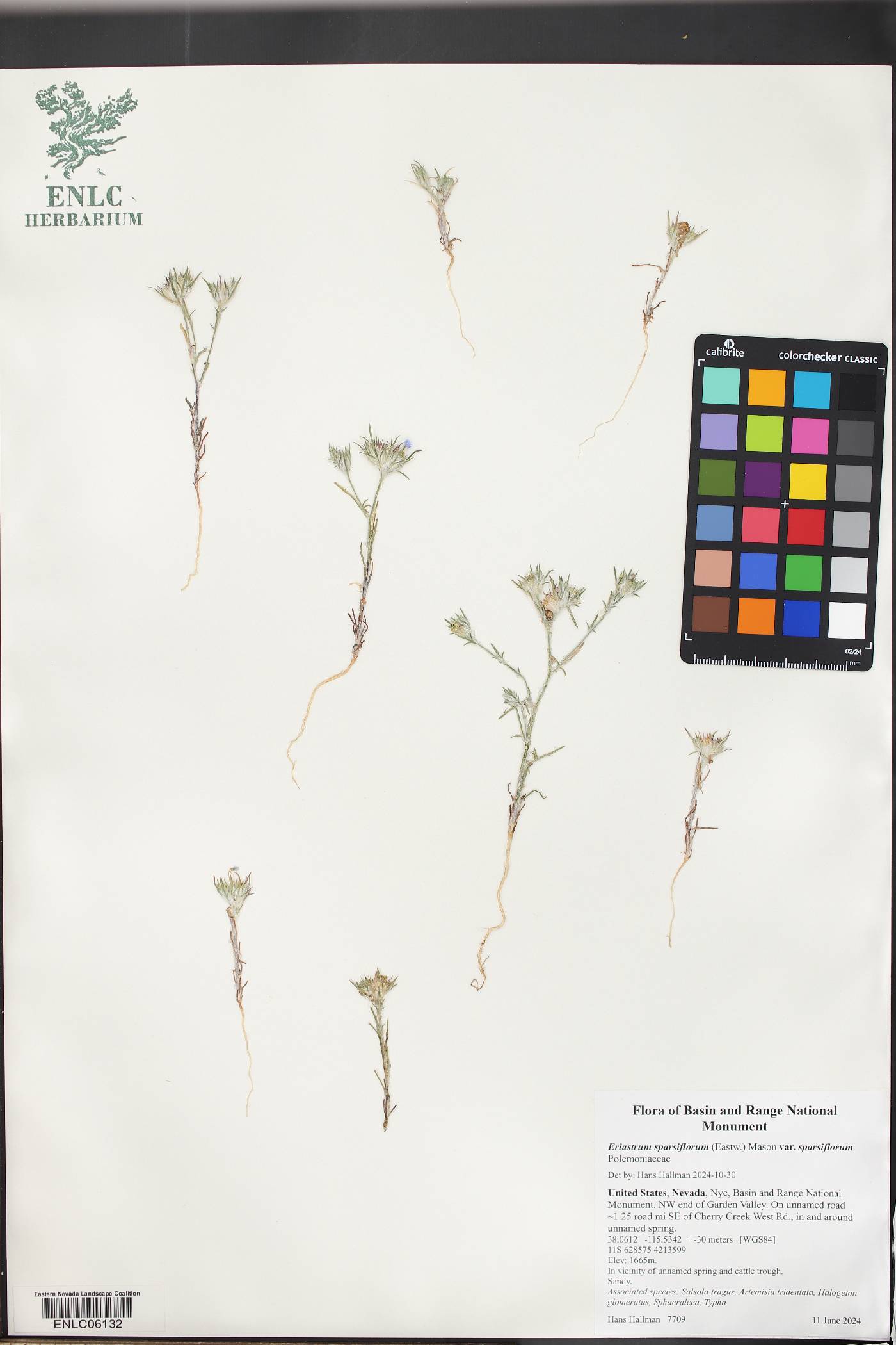 Eriastrum sparsiflorum subsp. sparsiflorum image